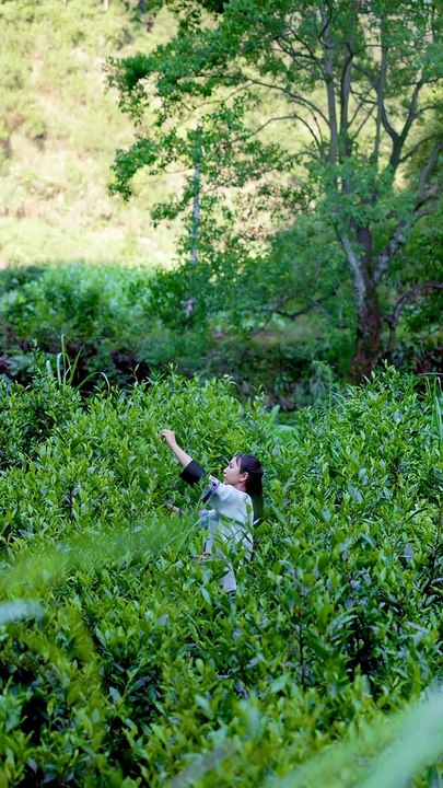 Everything can be crispy, tea crispy meat, crispy with crispy meat, and the fragrance of tea. #Record my rural life
