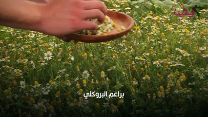 علاج جرثومة المعدة بالأعشاب