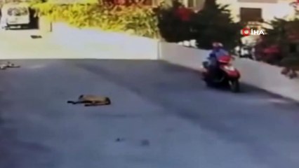 Aracıyla yolda yatan köpeğin üzerinden geçti, hiçbir şey olmamış gibi devam etti...O anlar kamerada