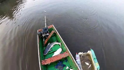 Pescaria de Piraíba no Rio Purus