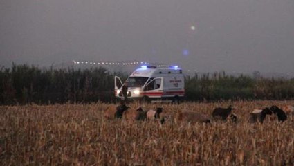 Çobanların kavgasında kan döküldü! Baba, oğlunu vuran kişiyi pompalı tüfekle öldürdü