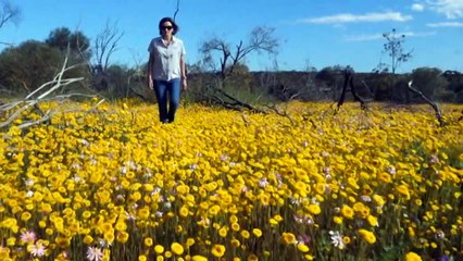 WA’s wildflower season sparks an explosion of colour