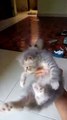 Bermain sama kucing lucu