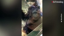 Mujer embarazada se sorprende cuando un bebé orangután le da un beso a su pancita