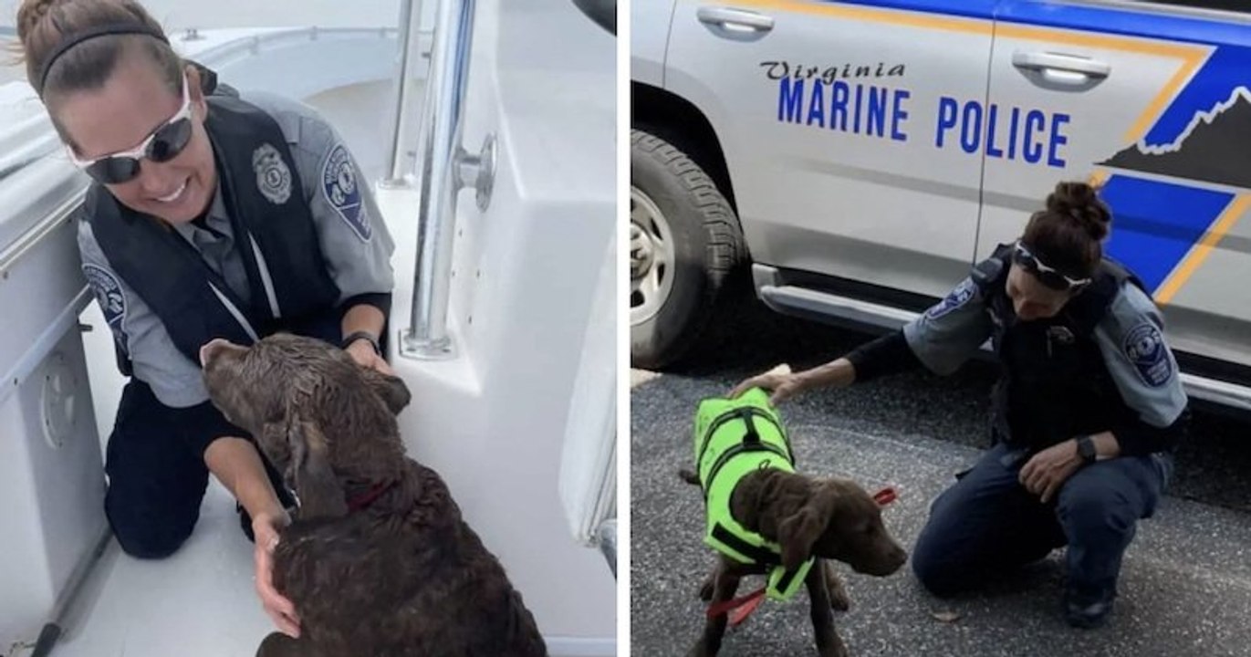 Emporté par le courant, un chien nage pendant près de deux heures avant d'être sauvé par les secours