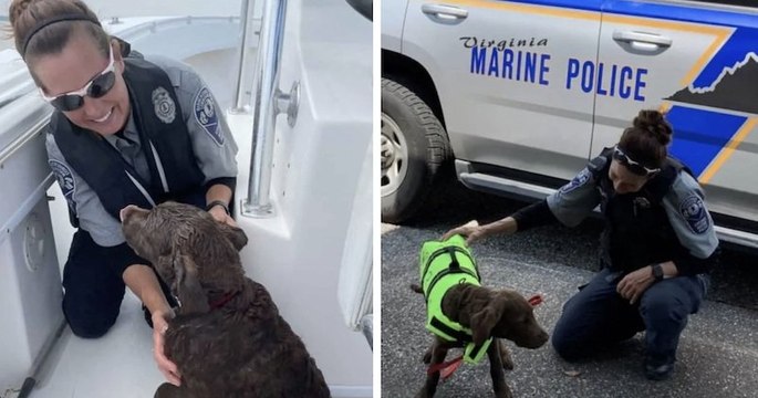 Emporté par le courant, un chien nage pendant près de deux heures avant d'être sauvé par les secours