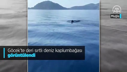 Göcek'te deri sırtlı deniz kaplumbağası görüntülendi