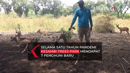 Tujuh Rusa Lahir di Kesambi Tress Park Selama Pandemi