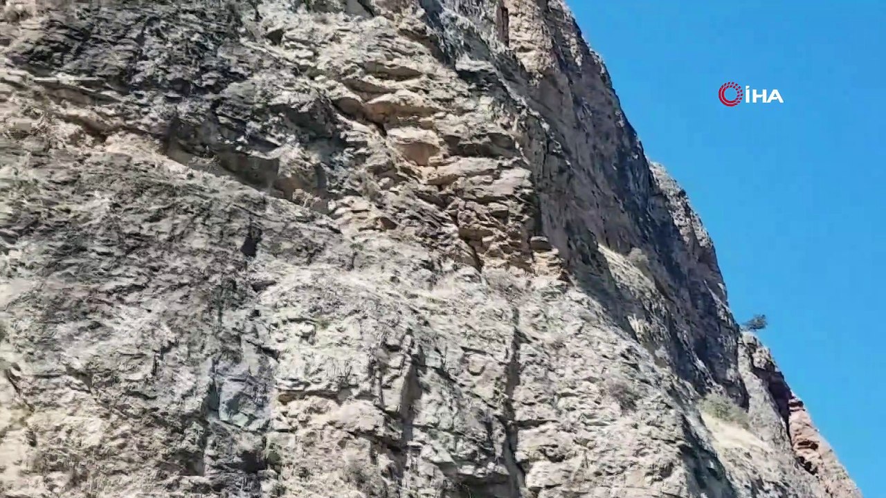 Dağ keçilerinin zorlu yolculuğu cep telefonuyla görüntülendi