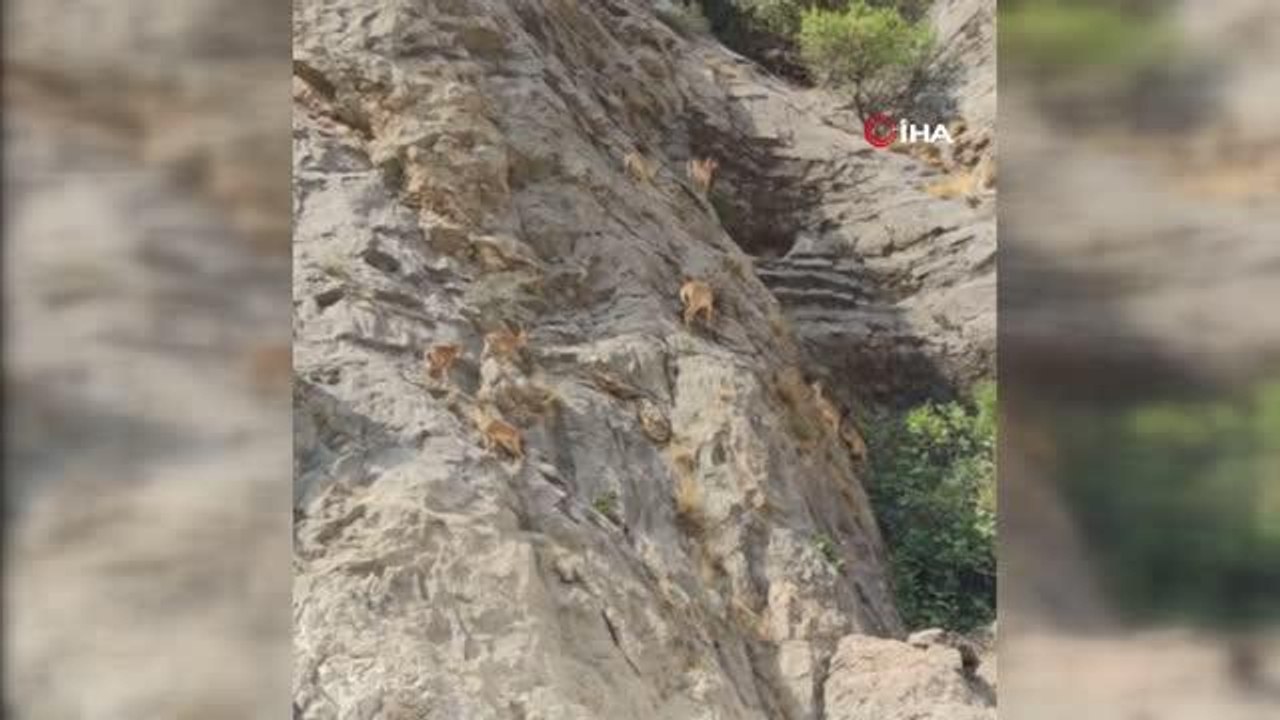 Dağ keçilerinin zorlu yolculuğu cep telefonuyla görüntülendi