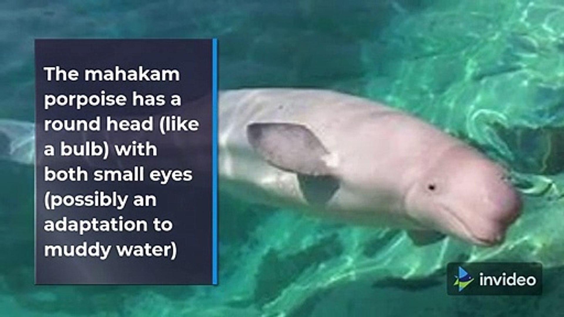 ⁣Freshwater Dolphins That Are Endangered