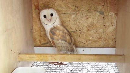 Yaralı bulunan peçeli baykuş yavrusu tedaviye alındı