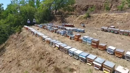 Tescilli "geven" balında yüksek rekolte beklentisi üreticinin yüzünü güldürdü