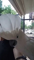 şarkı söyleyen papağan. dans eden papağan kakadu umbrella