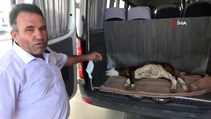 Yangından 1 gün önce doğan buzağı telef oldu