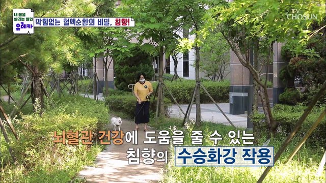 뇌혈관 건강 지킴이 뇌졸중 환자 회복에도 도움 주는 침향! TV CHOSUN 20210822 방송