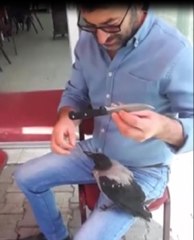KARGAYI ELLERİYLE BESLİYORLAR