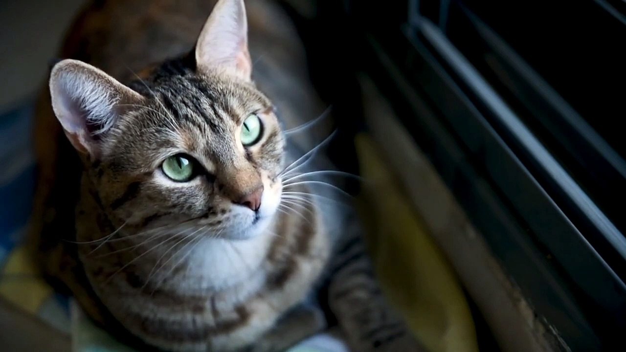 MUST WATCH  SO CUTE CAT Funny video pet animal /kitten fails/vinel compilation