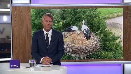 Kjeld og Karla hygger sig i reden | Kjelds nye dame har fået et navn | Storkene i Bækmarksbro | 18-08-2021 | TV MIDTVEST @ TV2 Danmark