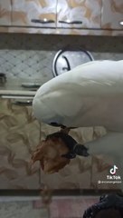 boşuna canavar demiyoruz