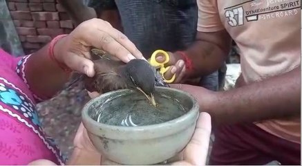 ছোট্ট এক বালকের উপস্থিত বুদ্ধিতে প্রাণ বাঁচল একটি শালিক পাখির |oneindia Bengali