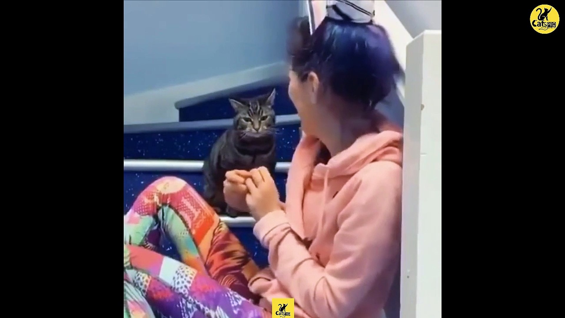 Cats | Funny & Cute Cats | Cats PRO | Cats Video compilation 16