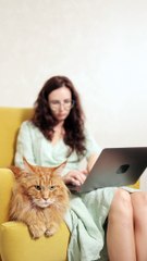 video courte shorts ,chat roux sur un canapé