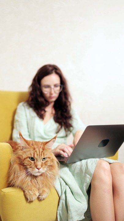 video courte shorts ,chat roux sur un canapé