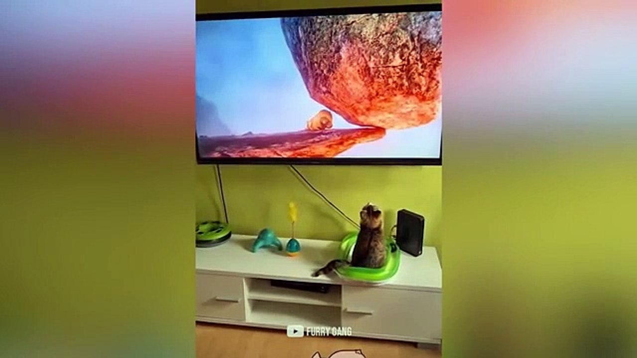 Cat Attack - Cat Reaction Compilation