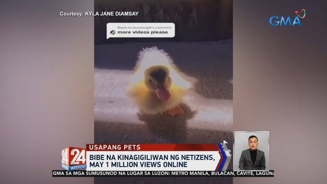 Bibe na kinagigiliwan ng netizens, may 1 million views online patok online ang isang pet bibe sa Nueva Vizcaya | 24 Oras Weekend