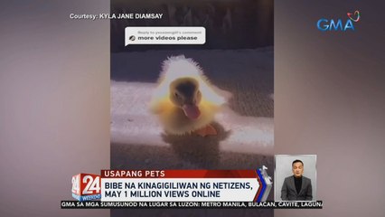 Bibe na kinagigiliwan ng netizens, may 1 million views online patok online ang isang pet bibe sa Nueva Vizcaya | 24 Oras Weekend