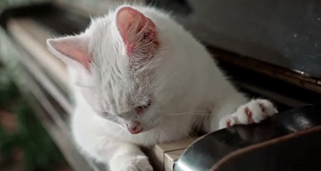 video courte shorts chat blanc sur un piano