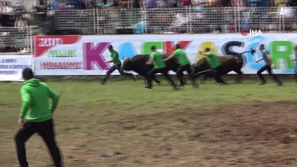 Kafkasör boğa güreşleri renkli görüntülere sahne oldu
