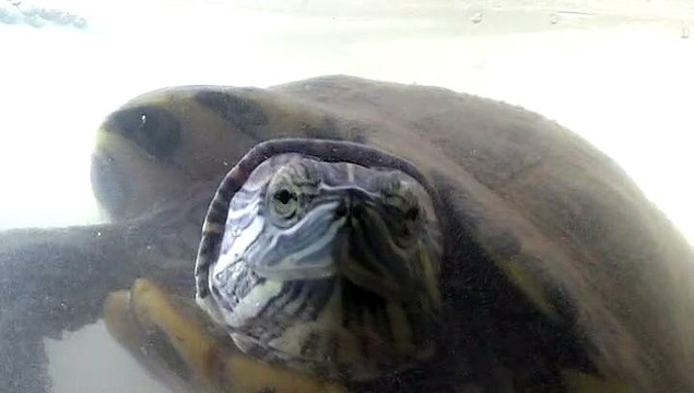 【Lamu chan】3473【ラムちゃん】