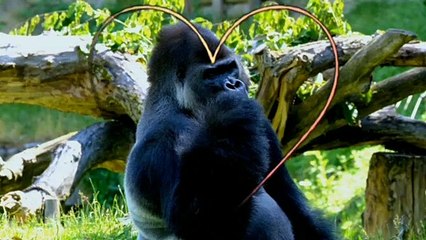 Gorilla Stress Relief Music,Calm Music, Mind Refresher,  Chakras Healing Music