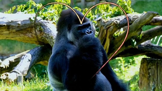 Gorilla Stress Relief Music,Calm Music, Mind Refresher, Chakras Healing Music