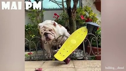 Best of FUNNY DOG video That'll Significantly Improve The Ruff Day You're Having