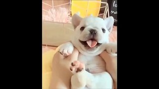 AWW Animals! SOO Cute Cat - Cute and Funny Animals Video Compilation #27