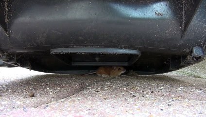 J'éduque mon chat