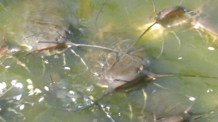 Cat fish eating foods