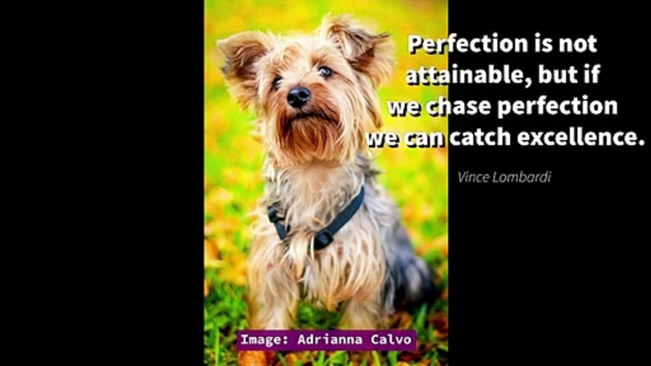 Dogs & Quotes - Inspirational Quotes to Motivate You! Quote Compilation