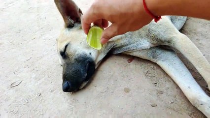 Wow Amazing!!! Lemon Prank Dog So Funny video