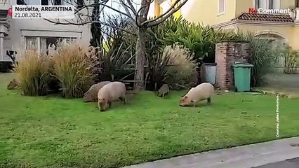 Капибары в Буэнос-Айресе