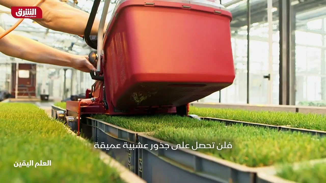...العشب المثالي لكرة القدم ....