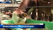 Misiones piensa en su propio plan ganadero