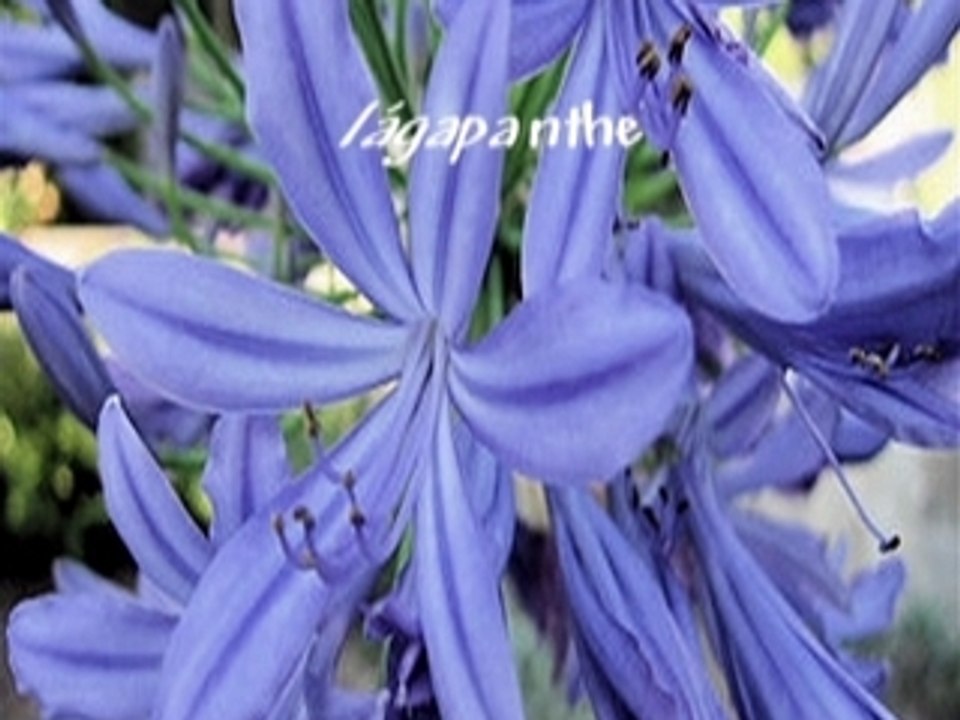 fleurs bleues