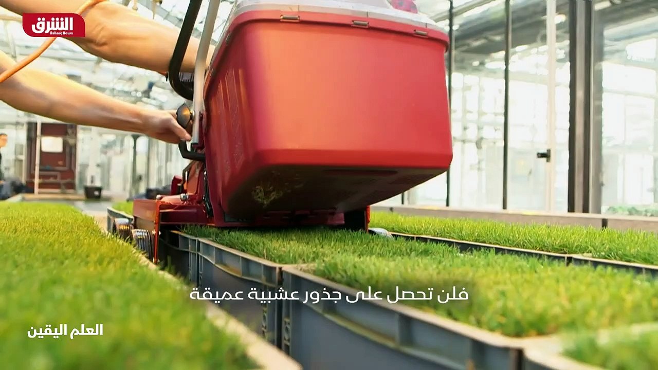 ...العشب المثالي لكرة القدم ....
