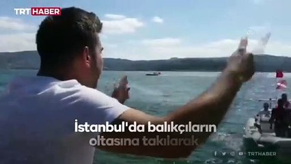 Yaralı martıyı botla açılan vatandaşlar kurtardı