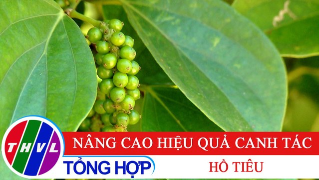 Nông nghiệp bền vững: Nâng cao hiệu quả canh tác hồ tiêu