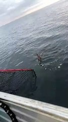 Fishing Net Doesn't Stop Octopus Ink